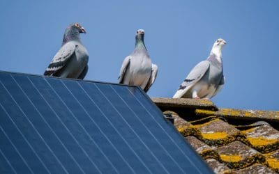 What is Solar Panel Bird Proofing and Why Is It Important?